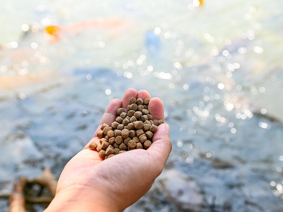 feeding-fish.jpg