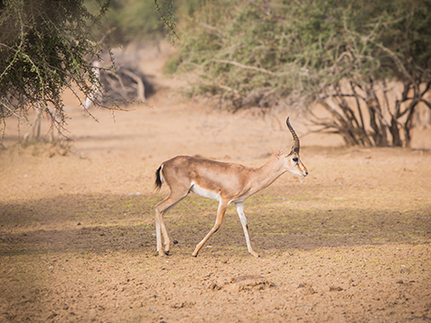 chinkara-safari.jpg
