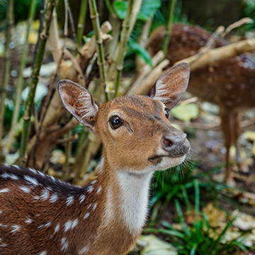 dehradun-zoo.jpg